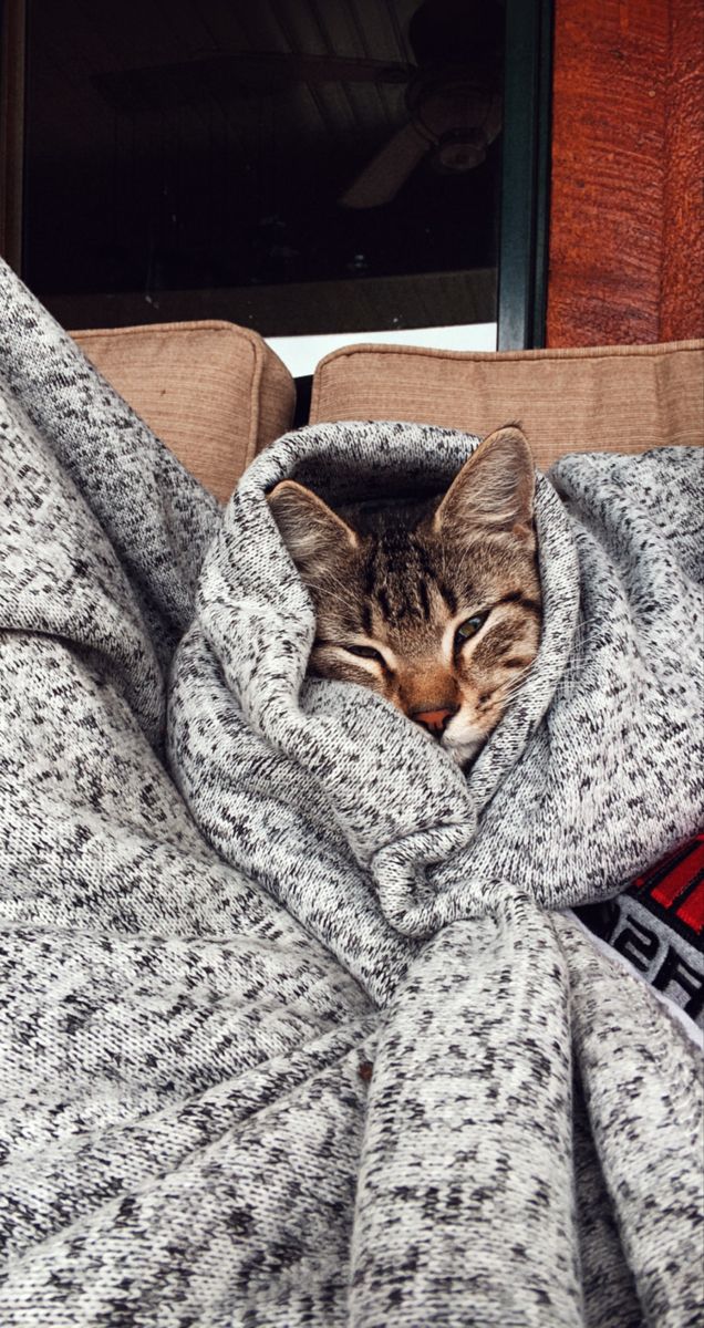 a cat sleeping in a blanket on top of a couch