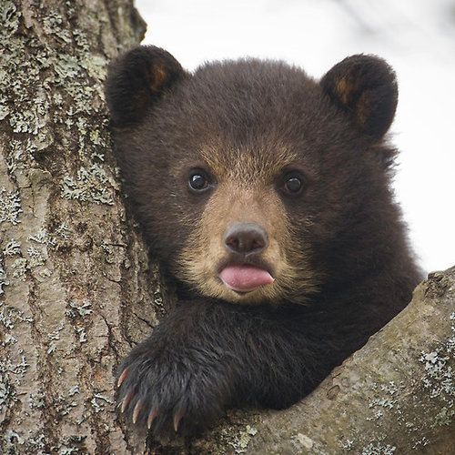 a brown bear sticking its tongue out from a tree