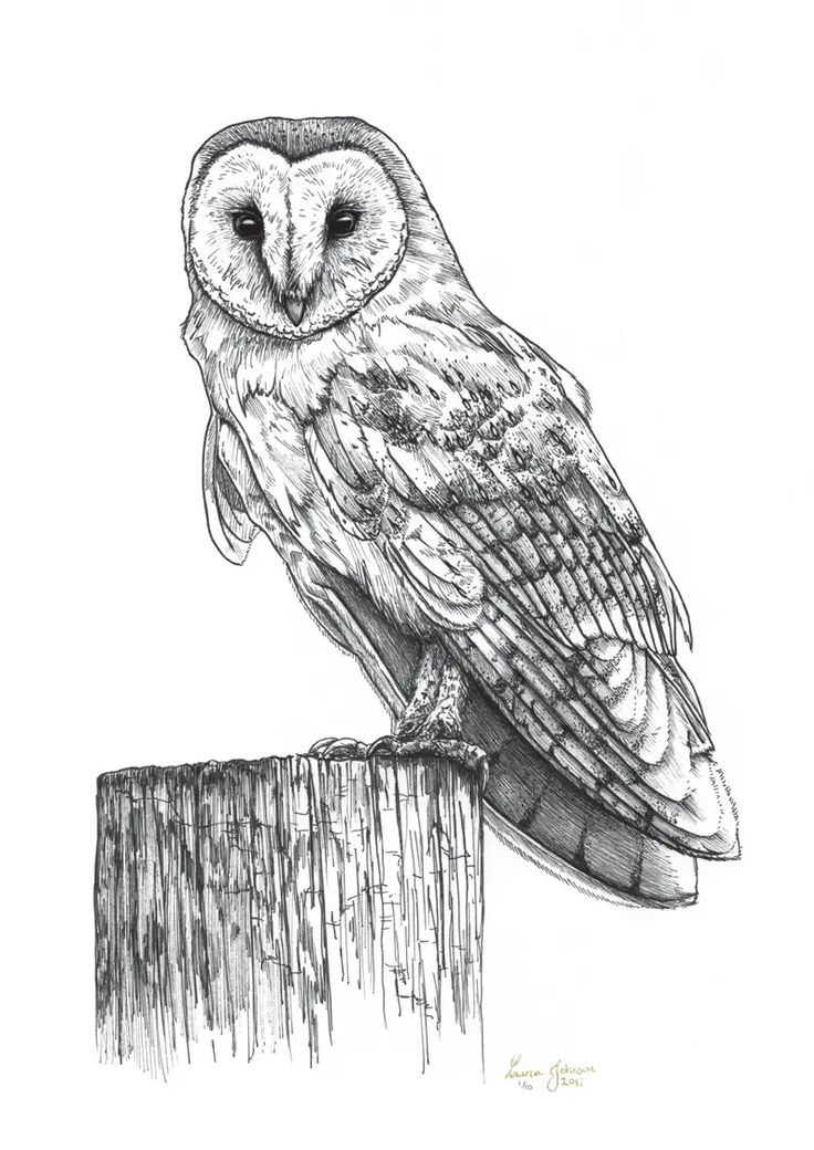 an owl sitting on top of a wooden post