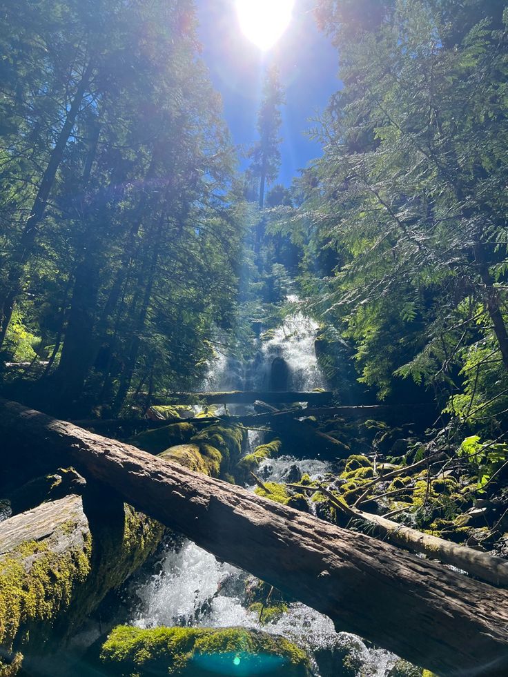 the sun shines brightly through the trees above a stream in a forest with fallen logs