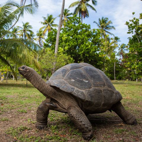 a large tortoise walking across a grass covered field next to some palm trees