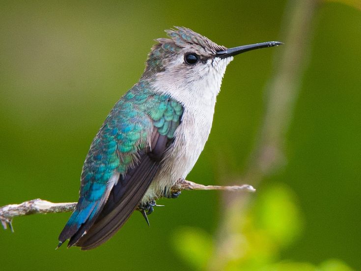 a small blue and white bird sitting on a branch with green leaves in the background