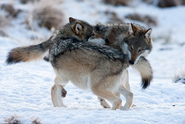 two wolfs playing in the snow with eachother's back paws on their backs