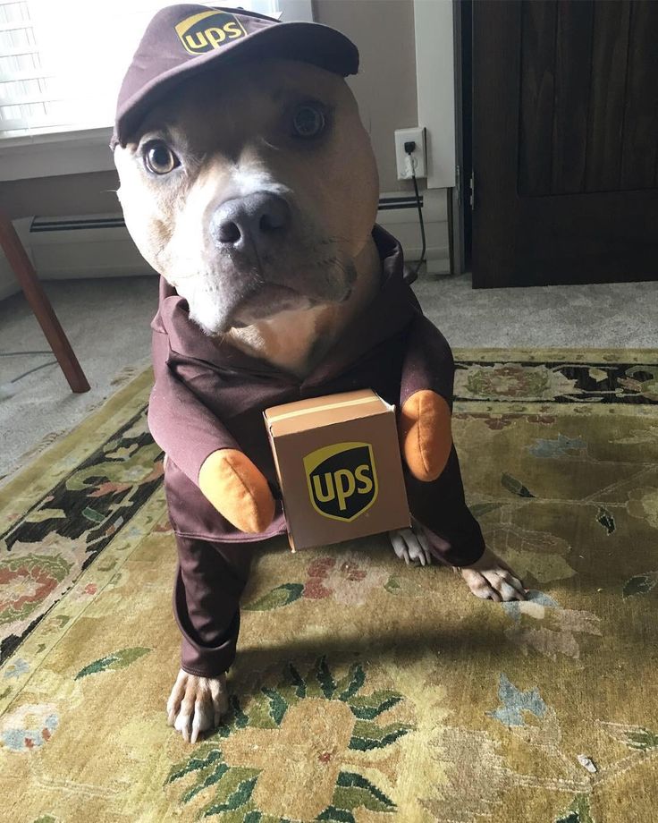 a dog wearing a ups shirt and hat holding a box with the ups logo on it