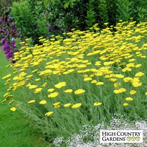 yellow and white flowers are growing in the grass