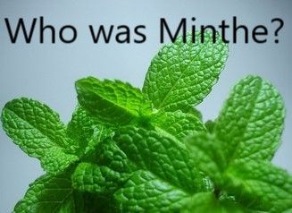 a green leaf with the words who was minthe?