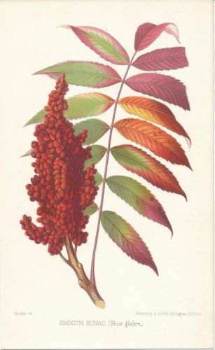 Sumac Plant, Botanical Illustration Vintage, Watercolor Plants, Plant Drawing, Literature Art, Botanical Drawings, Vintage Botanical, Affordable Wall Art, Botanical Illustration