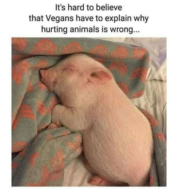 Reasons To Be Vegan, Vegan Memes, Hungry Children, Animal Activism, Vegan Quotes, Why Vegan, Animal Liberation, Stop Animal Cruelty, Animal Advocacy