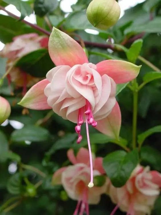 pink flowers blooming in the midst of green leaves and buds on a tree branch