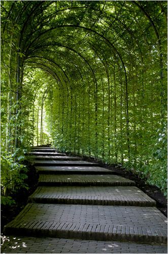 the tunnel is lined with trees and plants