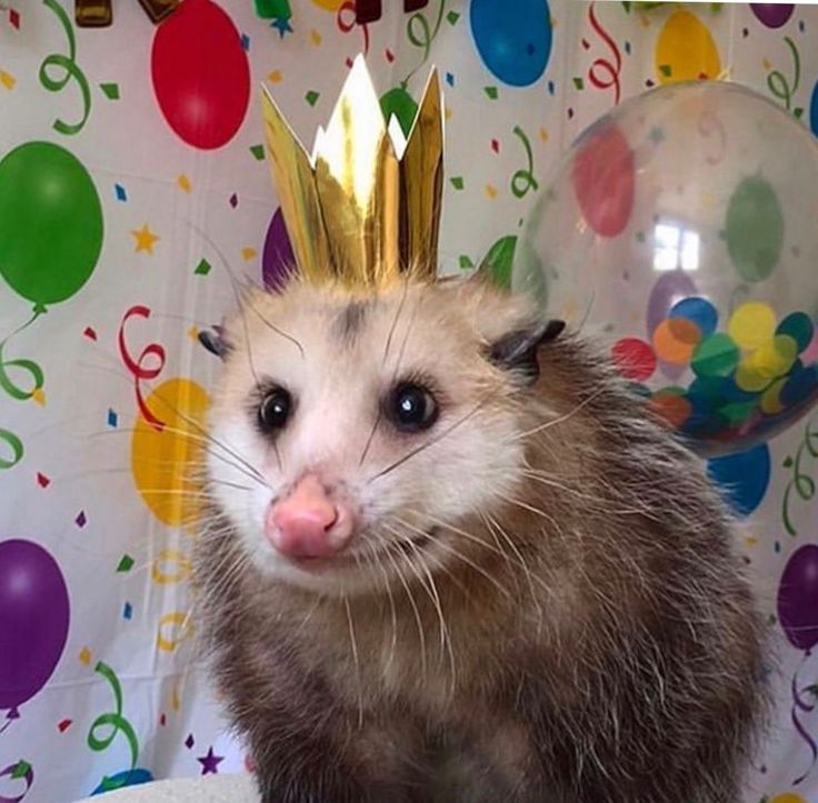 a ferret wearing a crown on top of it's head in front of balloons