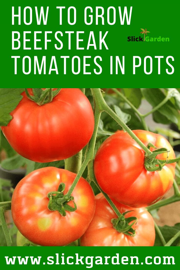 how to grow beefsteak tomatoes in pots