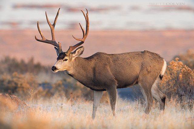 a deer standing in the middle of a field