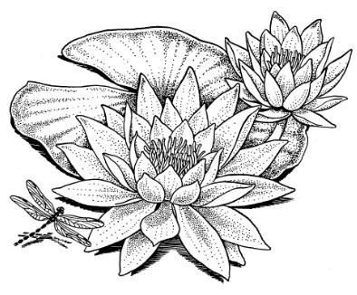 a black and white drawing of a water lily with dragonflies on it's back