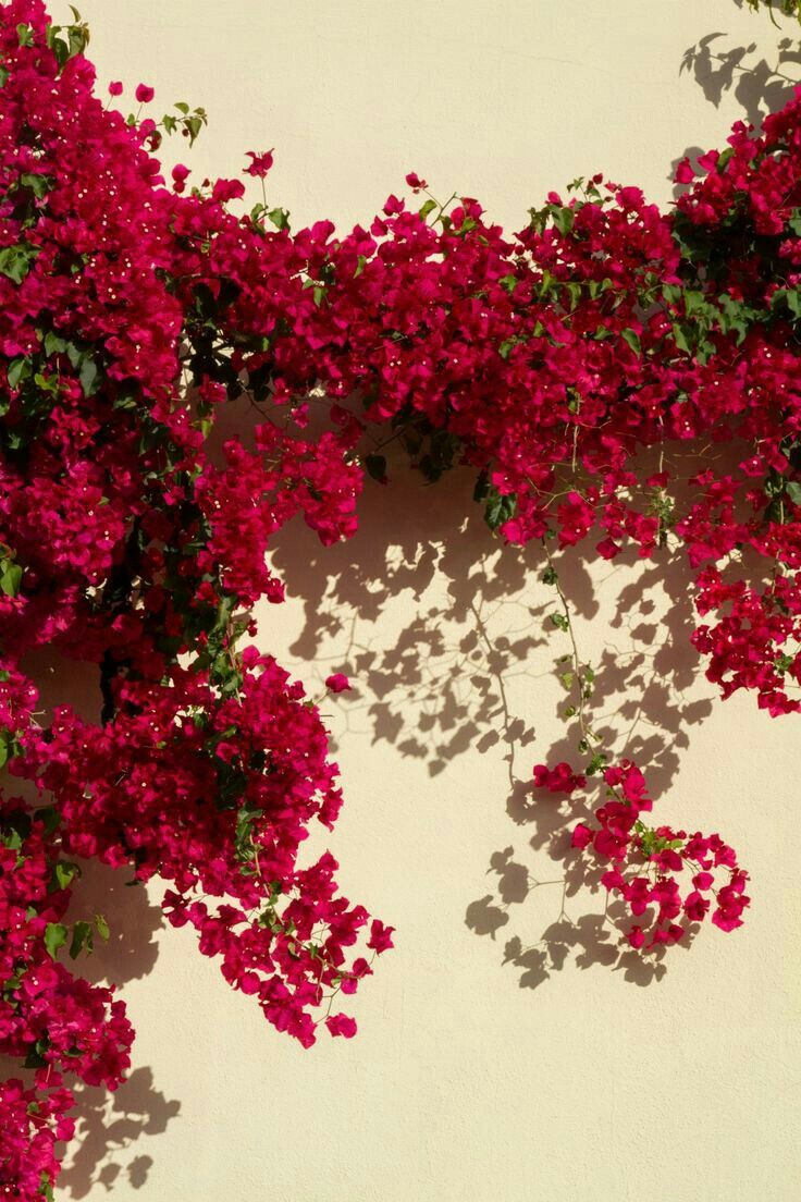 red flowers growing on the side of a white wall with green leaves and shadows cast on it