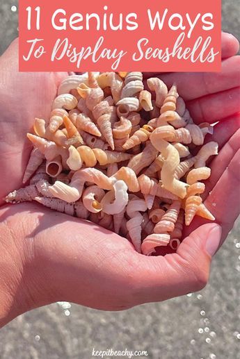 someone holding up some sea shells in their hands with the words 11 genius ways to display seashells