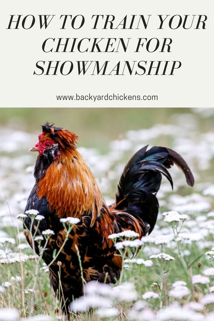 a rooster standing in the grass with text overlay reading how to train your chicken for showmanship