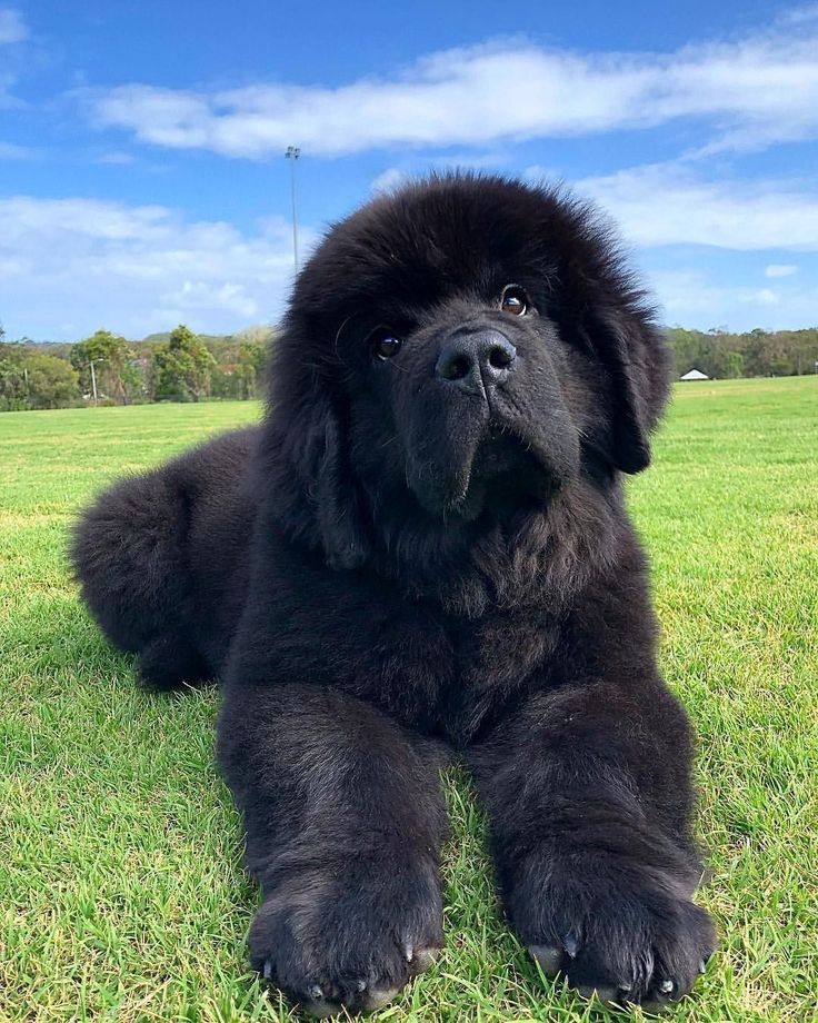 a large black dog laying on top of a lush green field next to a blue sky