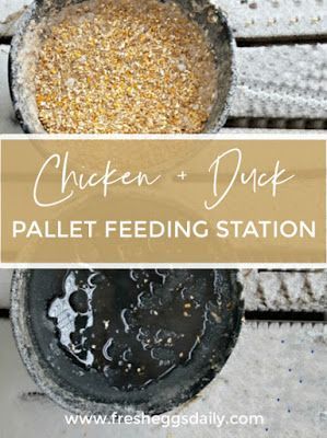 a metal bowl filled with food next to a wooden table and text that reads chicken dust pallet feeding station