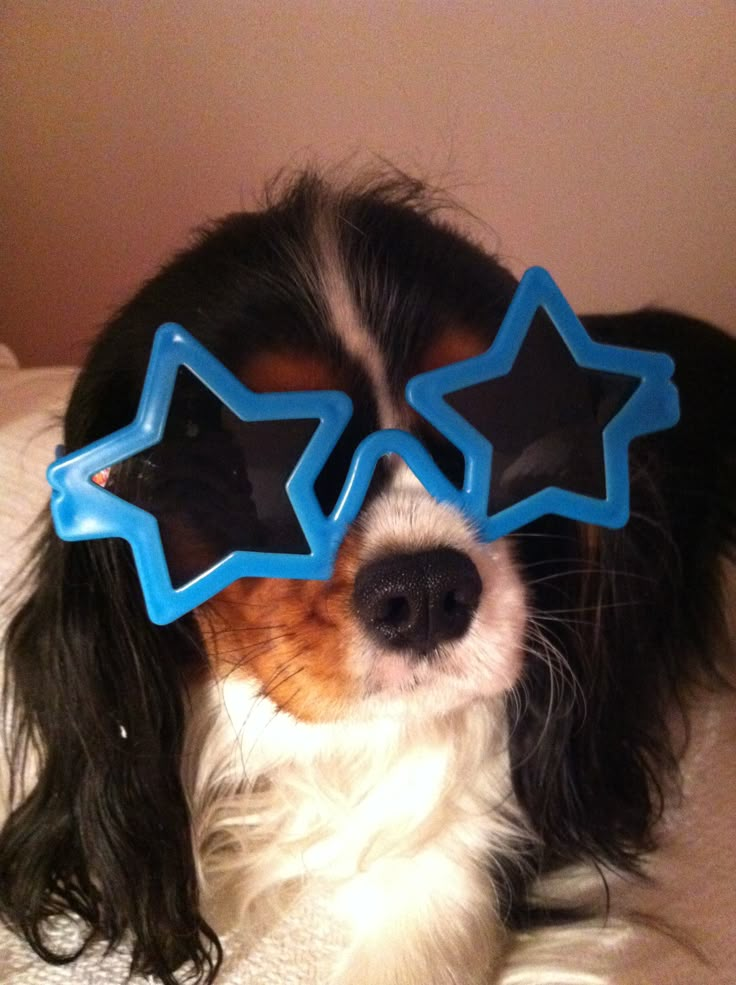 a dog with stars on its head laying down wearing sunglasses for the cameraman to take pictures