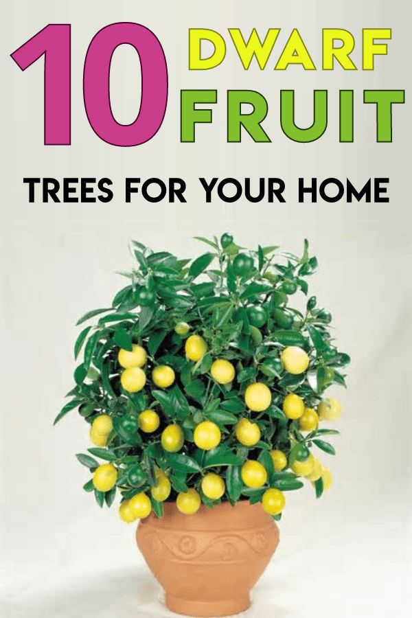 10 Dwarf Fruit Trees That You Can Grow in Pots Easily Lemon Trees In Pots, Lemon Tree Potted, Indoor Fruit Trees, Trees In Pots, Grow Lemon, Fruit Trees In Containers, Apple Plant, Potted Fruit Trees, Fruit Tree Garden