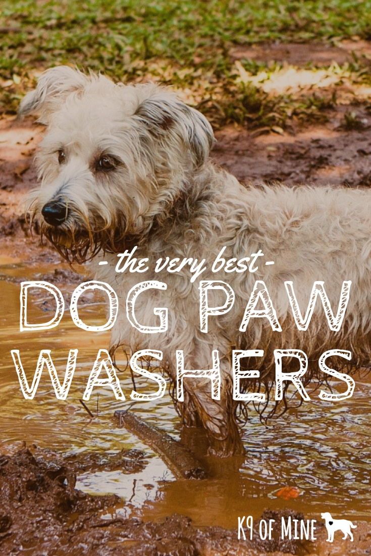 the very best dog paw washers