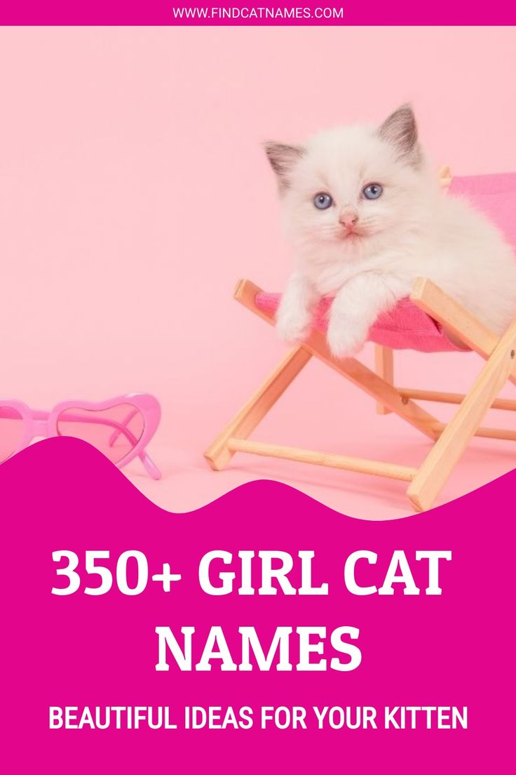 350+ Girl Cat Names - Find Cat Names Cute Kitten Names Girl, Names For Cats Girl, Names For Girl Cats, Grey Kitten Names, Pet Names For Girls, Female Cat Names Unique, Best Cat Names, C Girl Names, Cat Names Girl