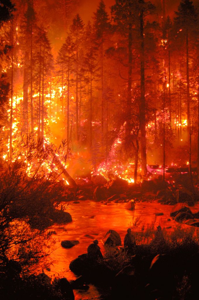 a fire burning in the forest with lots of trees