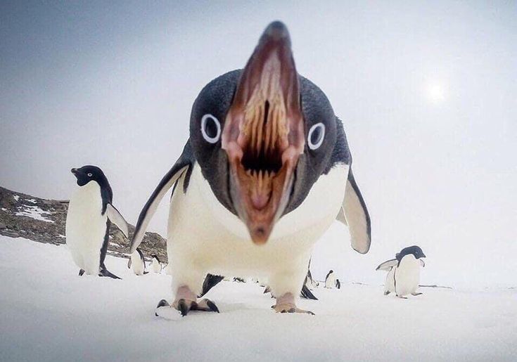 a penguin with its mouth open and penguins in the background