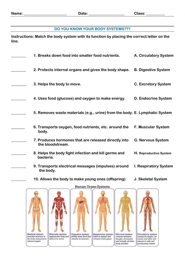 the human body worksheet is shown in this image, it shows different parts of the