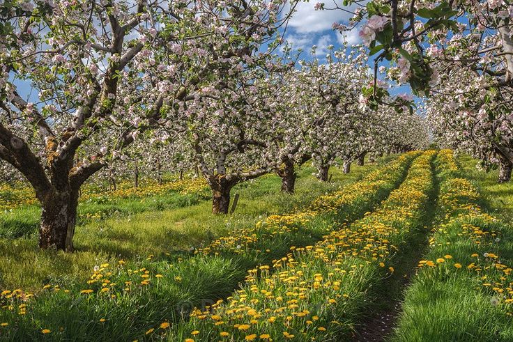 an orchard filled with lots of trees and flowers