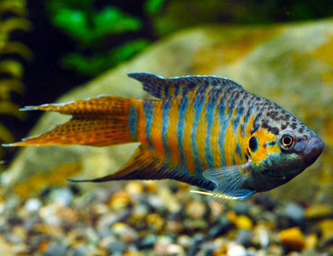 an orange and blue striped fish swimming on rocks in the water with other small pebbles