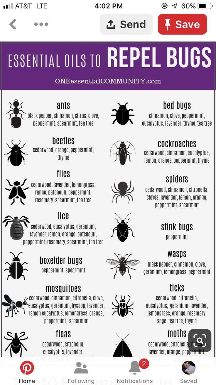 the top 10 essential oils to repel bugs