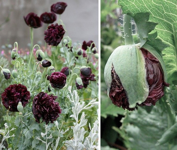 two pictures side by side, one with purple flowers and the other with green leaves