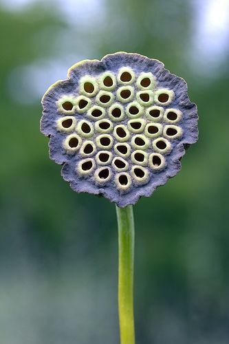 a purple flower with lots of holes in it