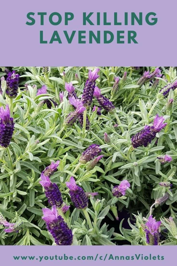 purple flowers with green leaves and the words stop killing lavender on it's side