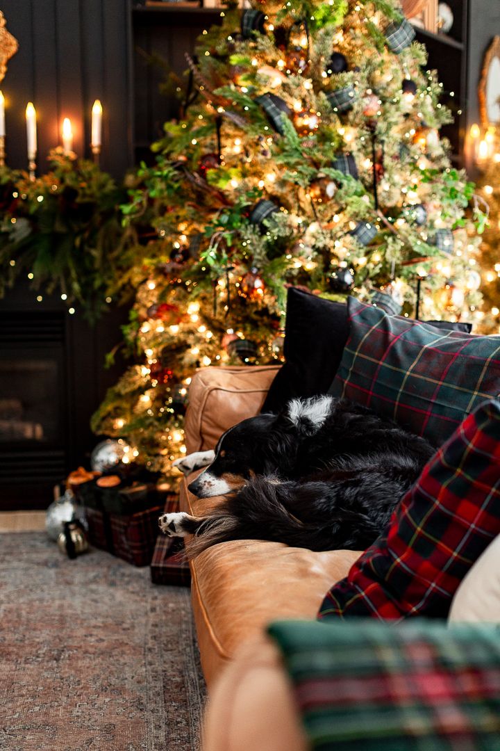 a dog sleeping on a couch in front of a christmas tree