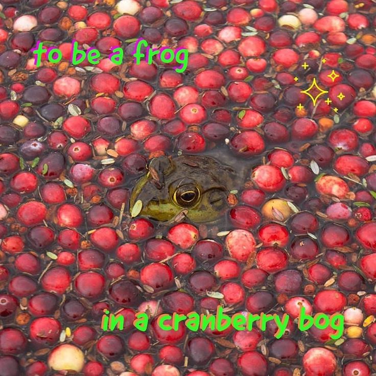 there is a frog in a cranberry bog surrounded by apples and other fruit