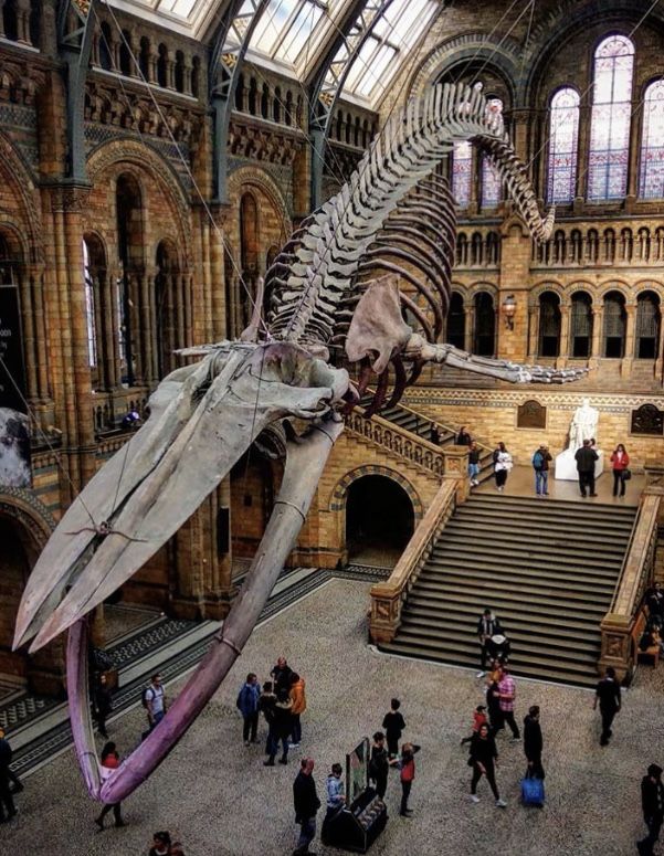 a large dinosaur skeleton hanging from the ceiling in a building with people walking around it