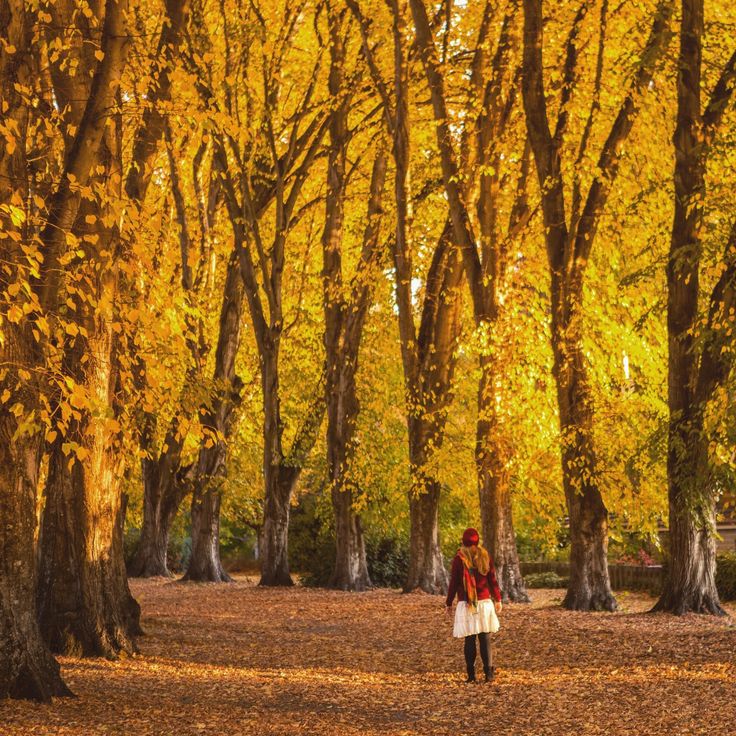 a woman walking through a park with lots of trees in the fall colors and yellow leaves on the ground