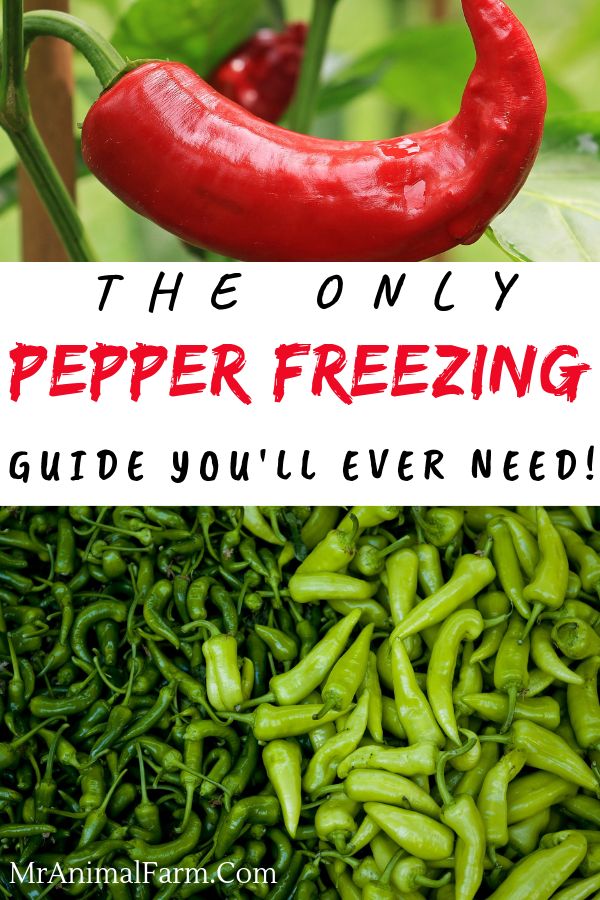 the only pepper freezing guide you'll ever need