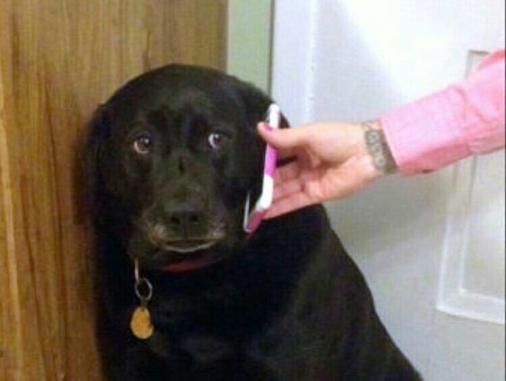 a black dog is sitting on the floor and being petted by a person with an electric toothbrush