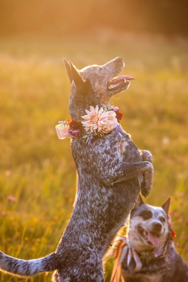 two dogs playing with each other in the grass