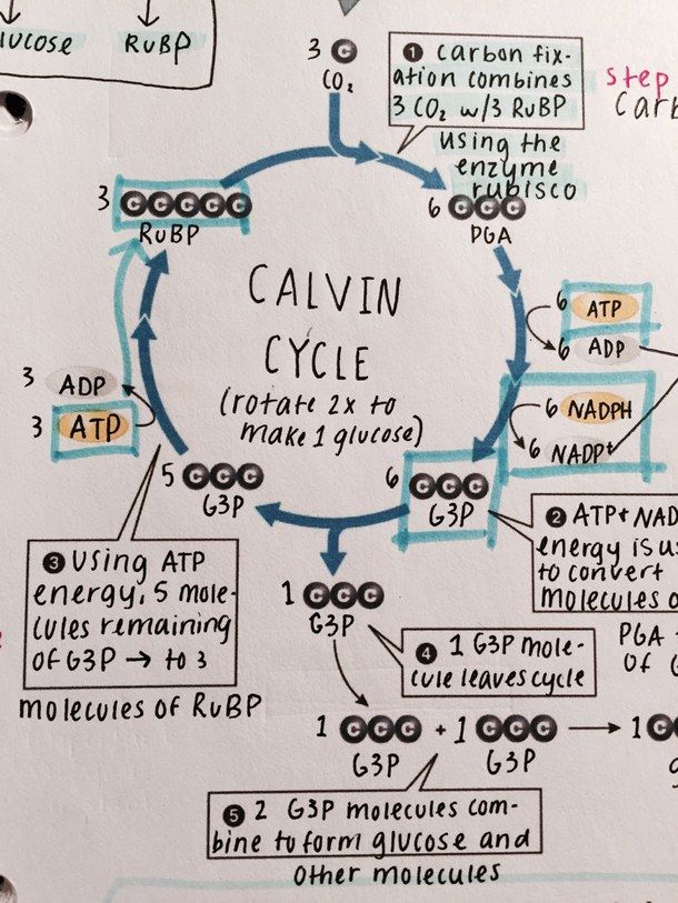 a diagram on paper with words and numbers in the center, including circles that are labeled