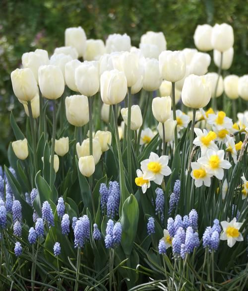 many white and yellow flowers are growing in the grass near some blue and yellow flowers