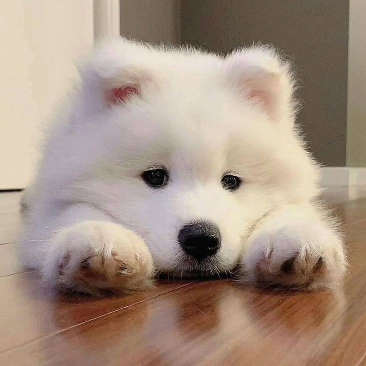 a small white dog laying on top of a wooden floor