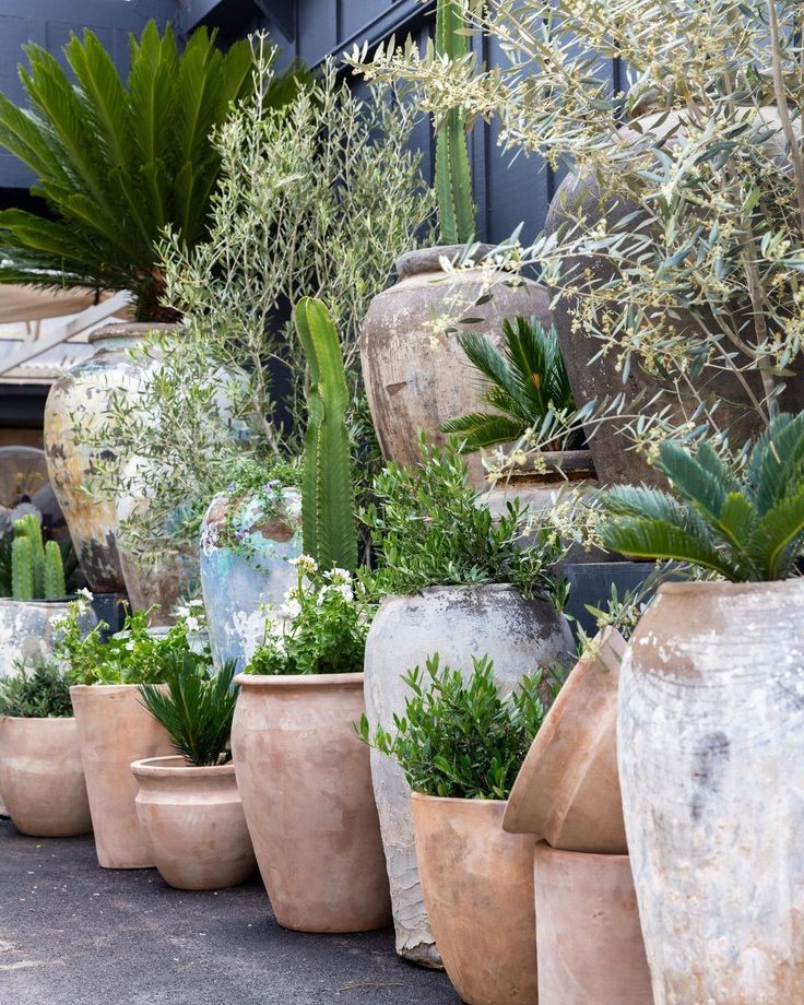 many pots with plants in them on the ground