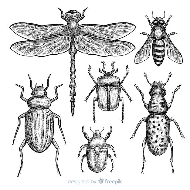 four different types of bugs in black and white