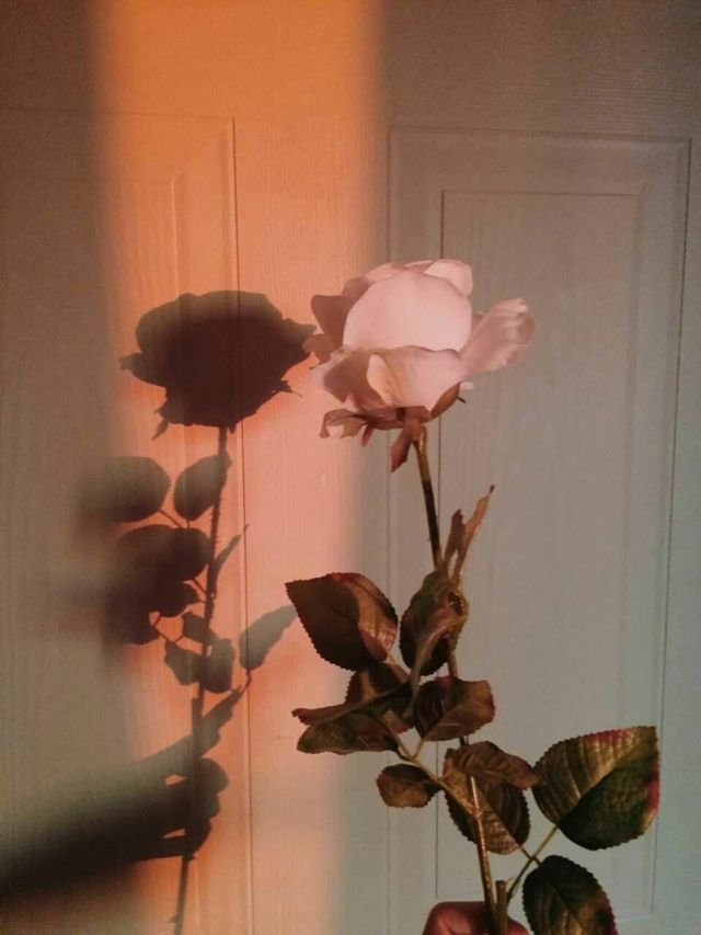 a person holding a rose in their hand near a door with the light shining on it