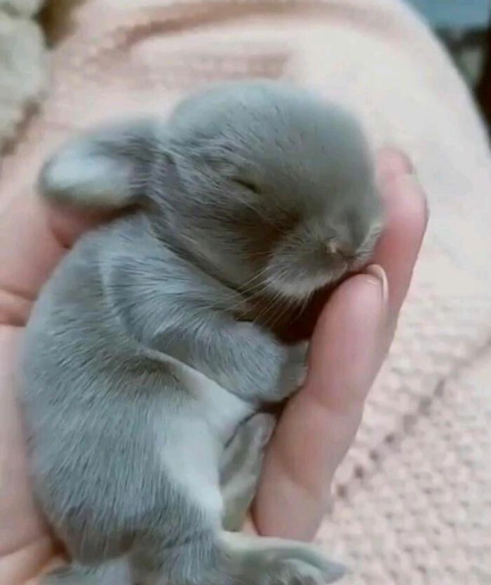 a person holding a small gray kitten in their hand and it's eyes closed